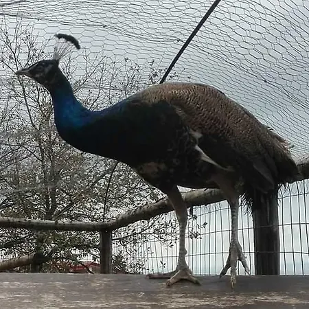 Agri Armonia Фермерский дом Сан-Лючидо