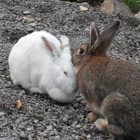 Фермерский дом Agri Armonia Сан-Лючидо