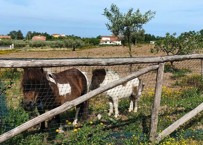 Agri Armonia 圣卢西铎