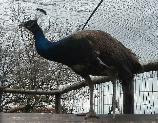 Agri Armonia Alojamento de Turismo Rural San Lucido